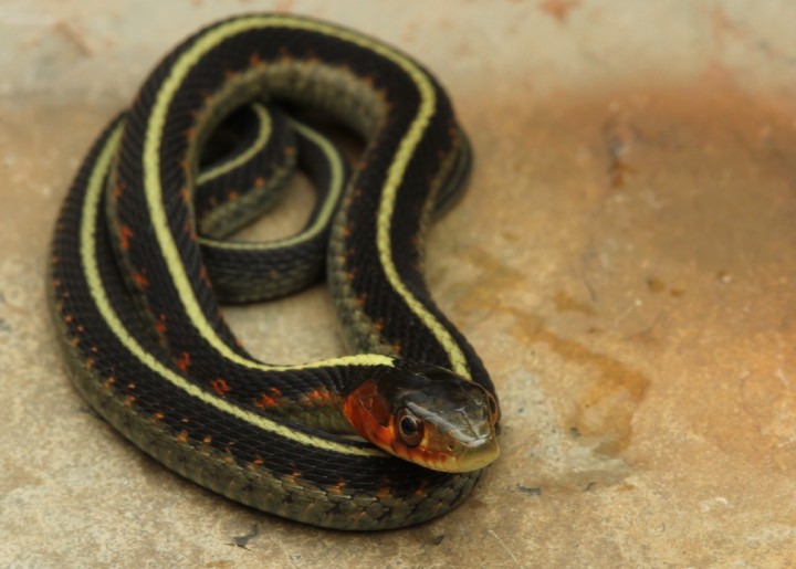 Oregon Red-spotted Garter Snake